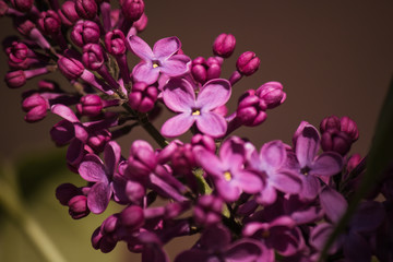 pink and purple flowers lilacs in the park