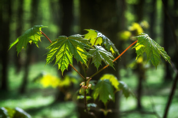 Wiosna w lesie. Las Zwierzyniecki, Białystok, Podlasie, Polska