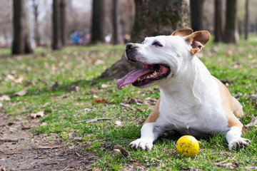 Friendly dog smile, looking at camera. Playing in the public park