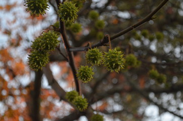 natural texture