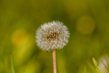 Pusteblume