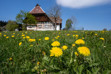 Schwarzwald im Fr&uuml;hling