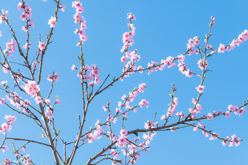 Pink peach flowers on twigs on blue sky background on spring time closeup. Nature photography