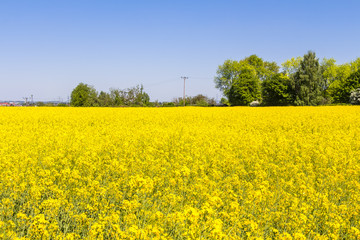 Obraz premium Blühendes Rapsfeld