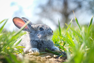 Small grey rabbit in green grass closeup. Can be used like Easter background. Animal photography