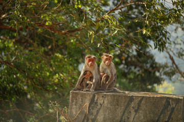 Family of monkeys.Mother and child Rhesus Macaque monkeys, Angkor Wat. Adult monkey taking care of baby monkey. portrait of monkey mother hugging her little baby