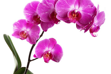 Orchids on white background close-up. Purple orchid on white background close up. Purple orchid flowers close-up. Purple orchid flowers studio photo. Branch of orchid horizontal photo