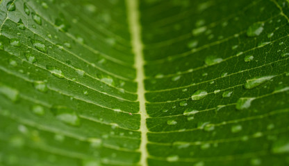 Water droplets on the leaves near the macro
