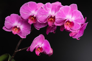 Fototapeta na wymiar orchids on black background close-up, purple orchid on black background close up, purple orchid flowers close-up, purple orchid flowers studio photo