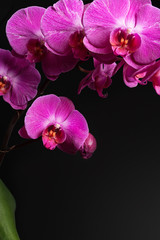 orchids on black background close-up, purple orchid on black background close up, purple orchid flowers close-up, purple orchid flowers studio photo