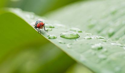 Flies on the leaves after the rain
