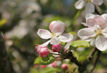beautiful pink apple blossom flowers closeup in the dutch countryside in springtime