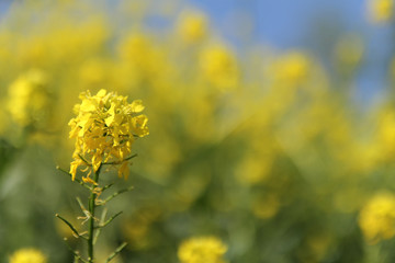 a yellow flowering rapeseed plant closeup and a yellow and blue background