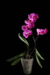 Naklejka na ściany i meble orchids on black background, purple orchid in pot on black background, purple orchid flowers on black background, purple orchid blooms in a pot studio photo
