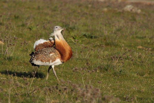 Great bustard male with plumage of the mating season with the first light of the day