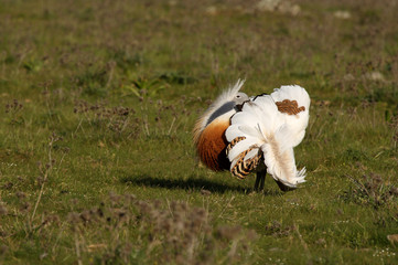 Adult male Great Bustard at first light in the morning at mating season, bustard, birds