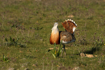 Male of Great bustard photographed at first light of day, bustard, birds, Otis tarda