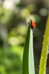 Fototapeta premium Red lily beetle (Lilioceris lilii)