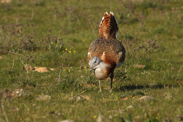 Male of Great bustard photographed at first light of day, bustard, birds, Otis tarda