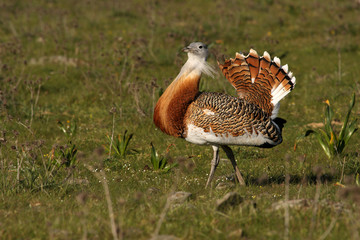 Adult male Great Bustard at first light in the morning at mating season, bustard, birds