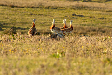 Obraz na płótnie Canvas Four males of Great bustard in mating season, great bustard, grassland, Otis tarda