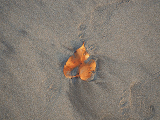 Top view of a yellow leaf lying in the sand on the beach, close-up.