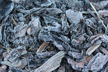 Background consisting of withered frosty leaves. Autumn foliage covered with hoarfrost on the first frosty day.