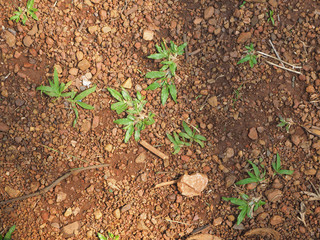 grass sprouts sprout on stony ground top view