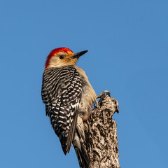 Portrait of a Red Bellied Woodpecker