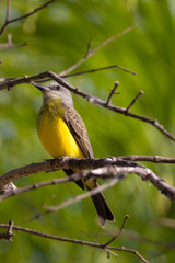 yellow billed hornbill