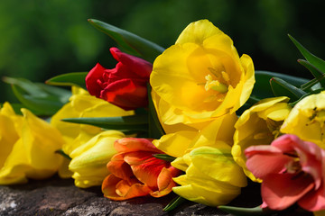 In spring, colorful tulips lie against a green background on an old brick wall
