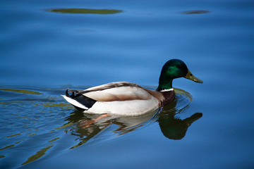 duck on the lake