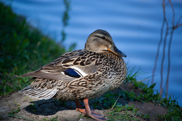 female mallard on the shore