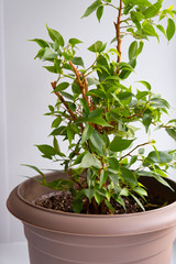 Indoor plant ficus benjamin on a white background in a gray-brown pot