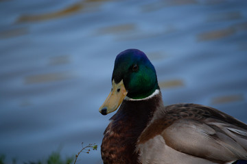 male mallard face close up