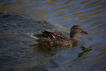 female mallard just landed in the water