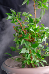
Indoor plant ficus benjamin on a black background in a gray pot