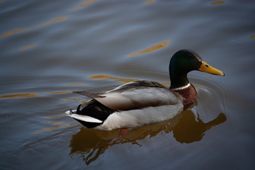 duck on the water