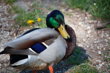 Male mallard (drake) being suspicious