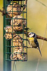 Blaumeise an Futterstelle