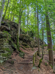 Fototapeta premium Lush green forest with tall trees and natural hiking trail at Gorges of the Diosaz in Servoz, Chamonix