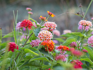 Pink, Red and Orange Flowers Lantana Camara: Beautiful Flowering Plant