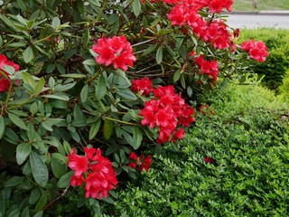 Roter Rhododendronbusch