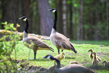 Canada Geese with chicks ( Branta Canadensis ), Teverener Heide Natural Park, Germany