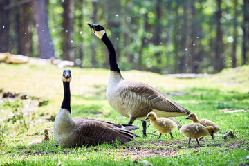 Canada Geese with chicks ( Branta Canadensis ), Teverener Heide Natural Park, Germany