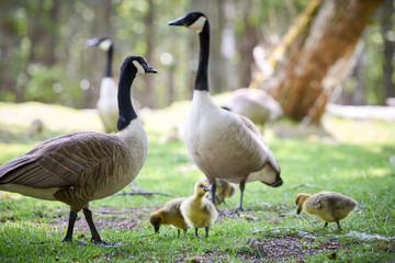 Canada Geese with chicks ( Branta Canadensis ), Teverener Heide Natural Park, Germany