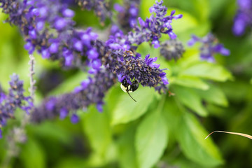 A bumblebee on the Blue lavender salvia (sage) flowers with green blurred background