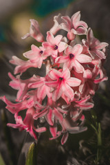 pink and white flower close up with