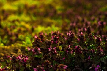 field with purple flowers and green leaves