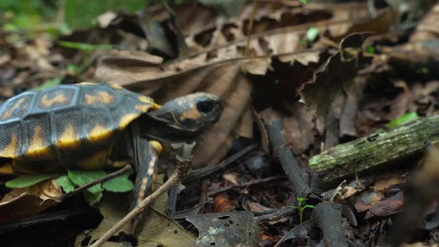 Juvenile yellow-footed tortoise Chelonoidis denticulata on the rainforest floor, Orellana province, Ecuador